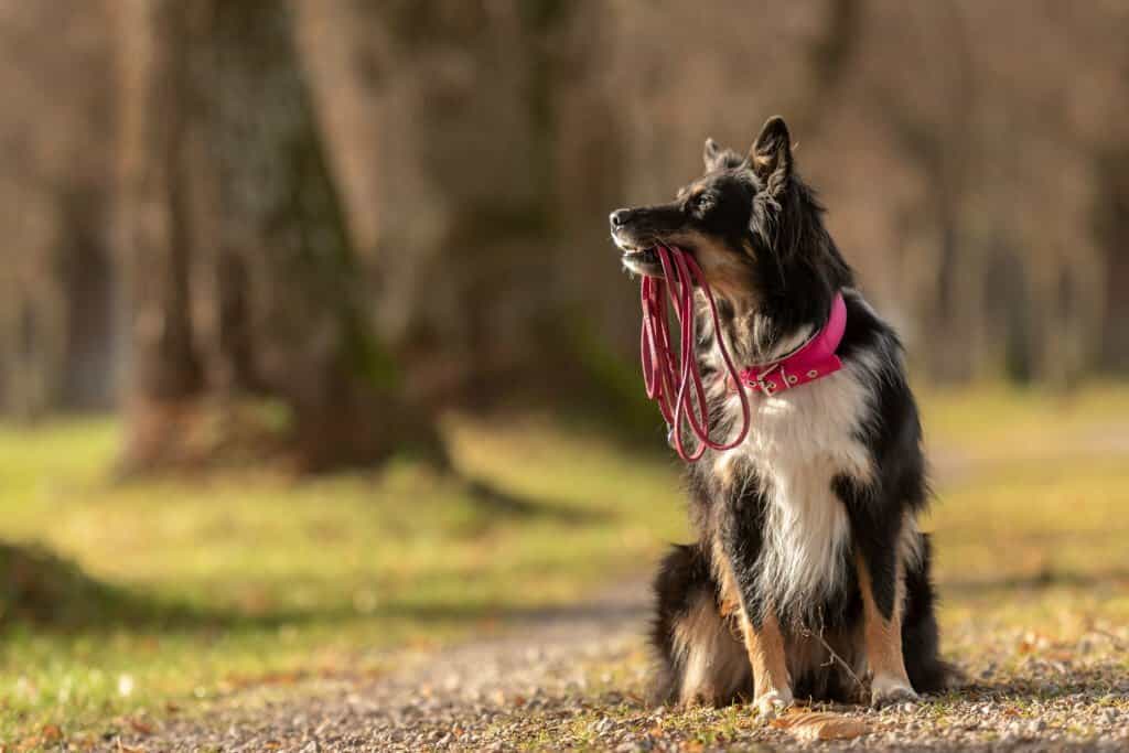 dressage canin