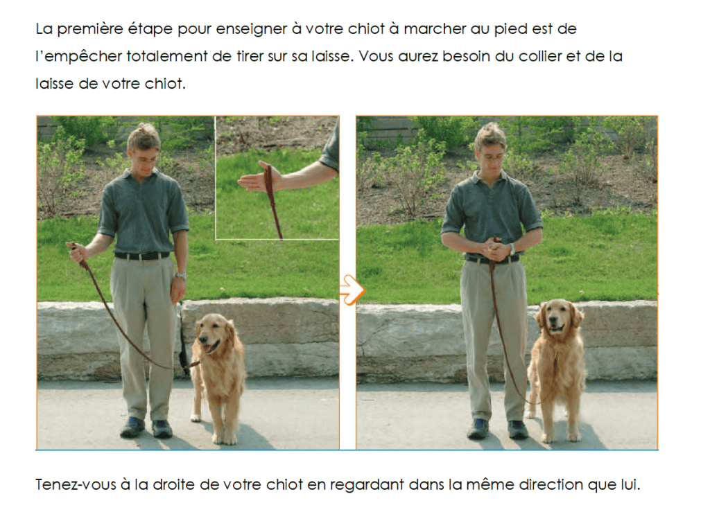 marche en laisse